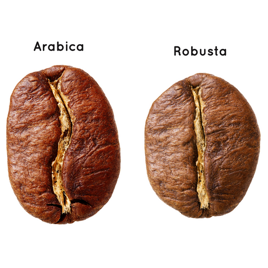 café arabicá vs robusta