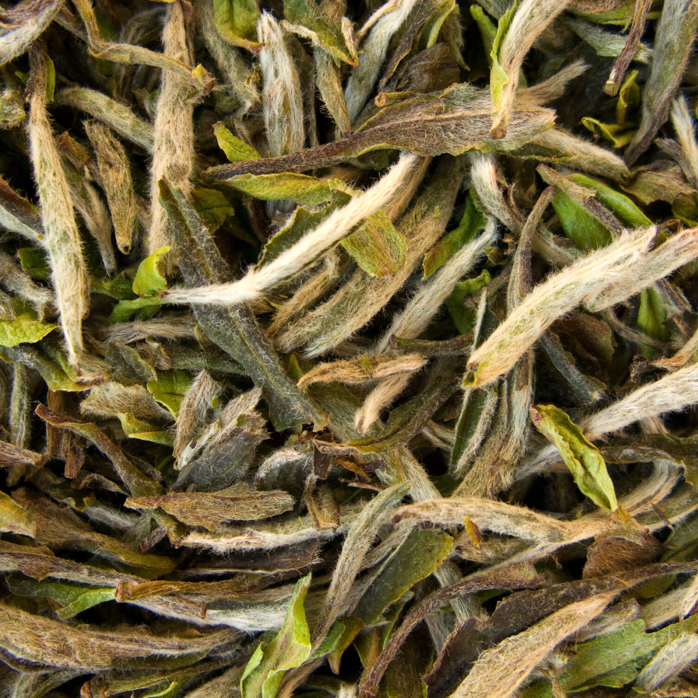 Té Blanco Pai Mu Tan Extra Superior