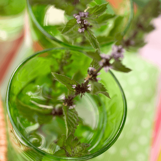 Mint Pennyroyal Infusion