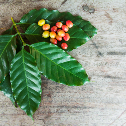 Café Arábica Orgânico