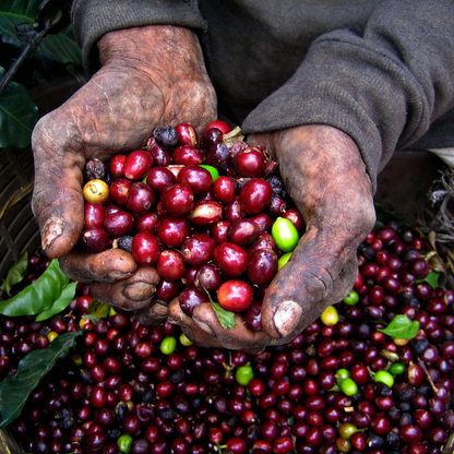 Café Caracolillo da Nicarágua