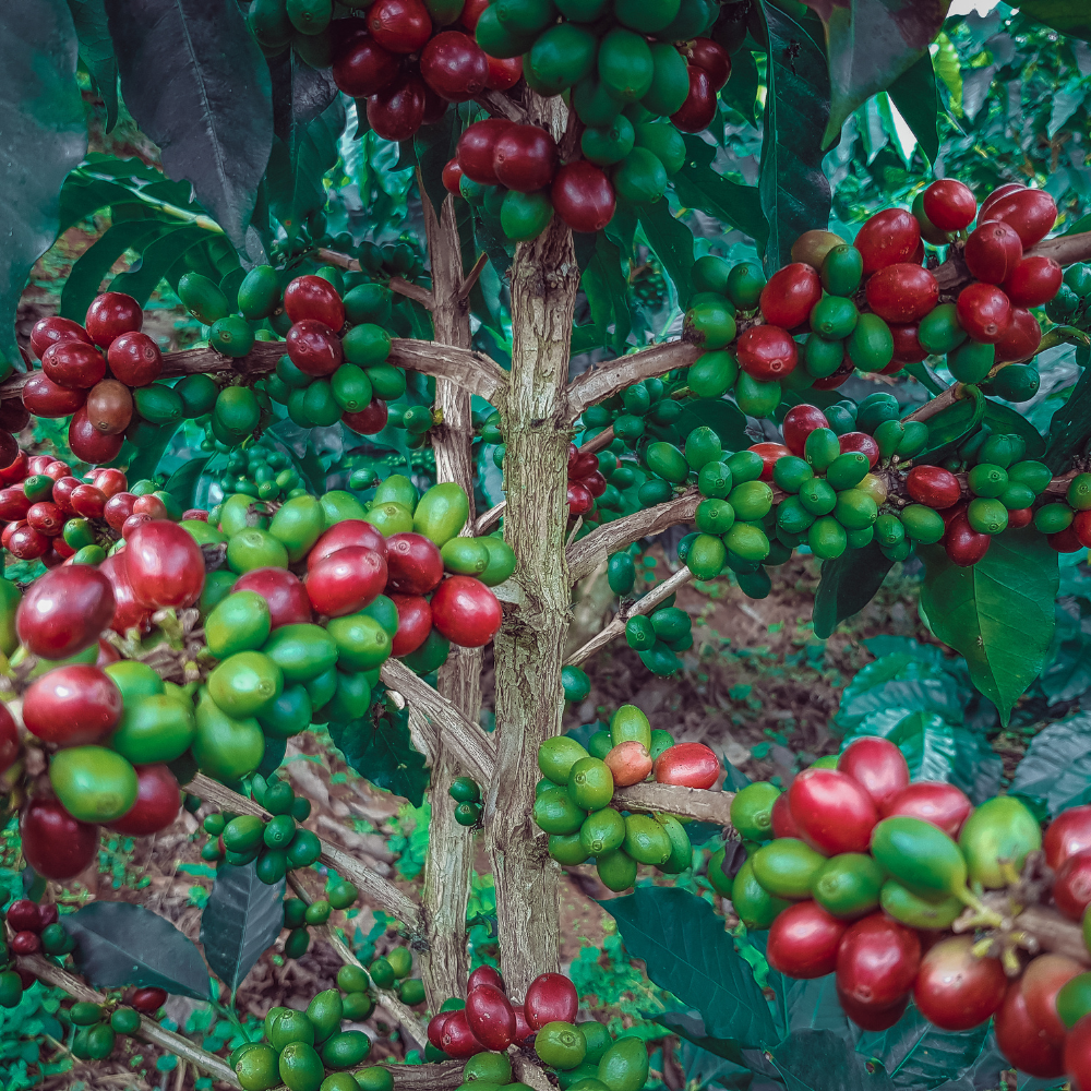 Café Descafeinado Colombiano