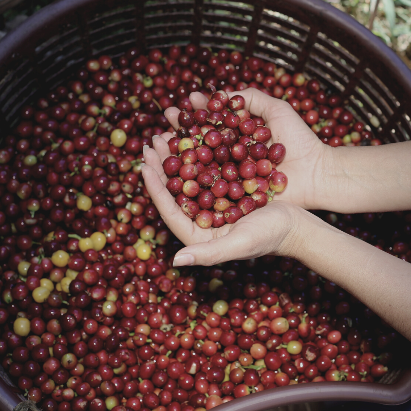 Café Costa Rica Terrazú  (Mujeres)