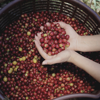 Costa Rica Terrazú Coffee (Women)