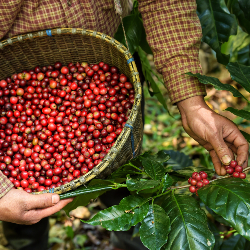 Café Arabica Ecologico