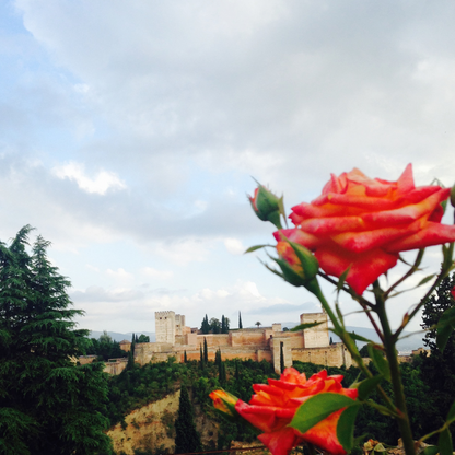 Segredos do Chá Preto da Alhambra