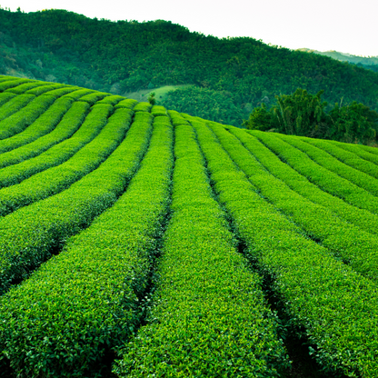 Blue Formosa Oolong Tea Dung Ting